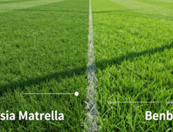 Mengenal Jenis-Jenis Rumput Stadion: Zoysia Matrella vs Bermuda